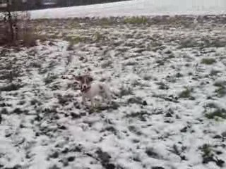 Jack russell découvrant la neige