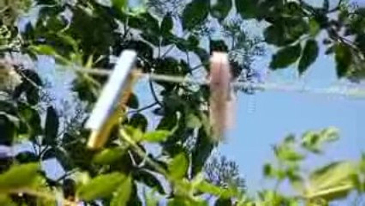 Le nez dans les arbres