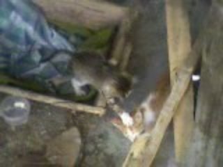 kedilerın oynasması