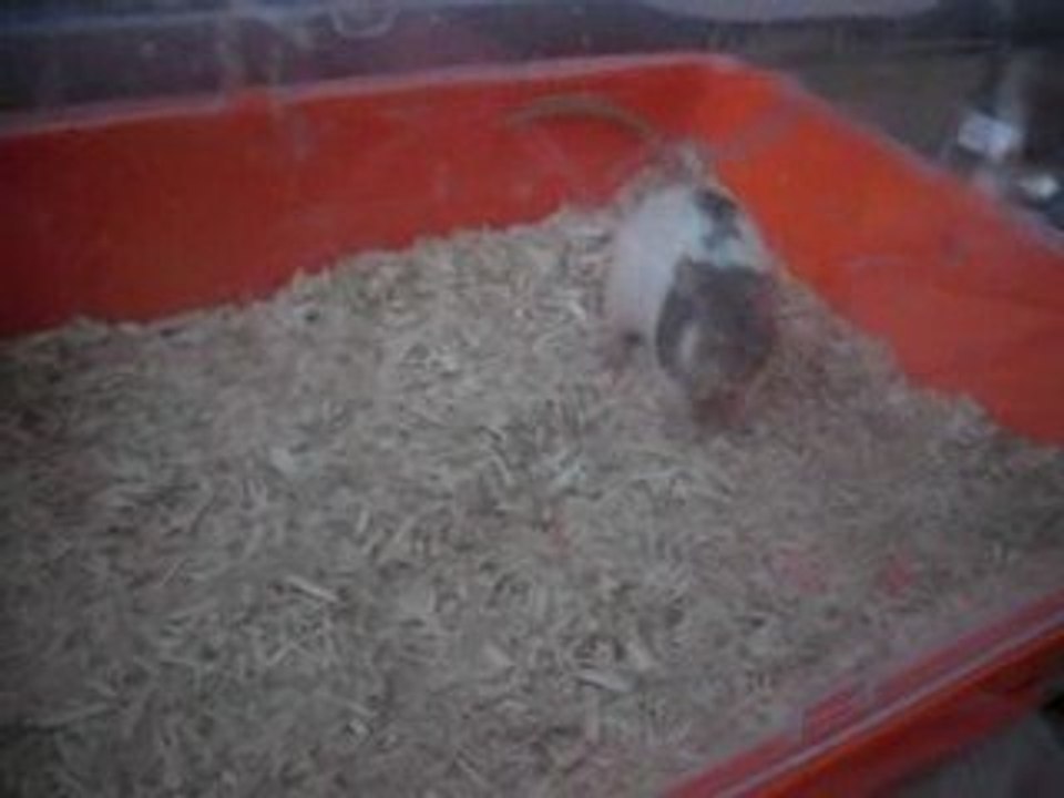 Pokies en sallie 04/05/2009