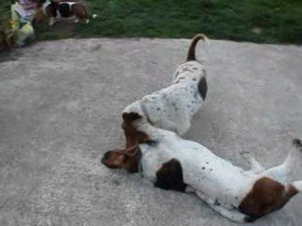 jeu entre Tootsie et Douglas