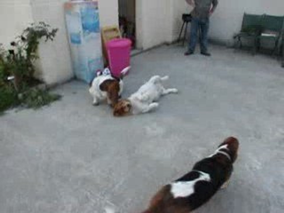 jeu entre Tootsie et Douglas