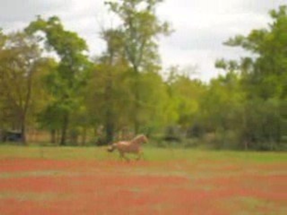 Pilou galop lib carrière