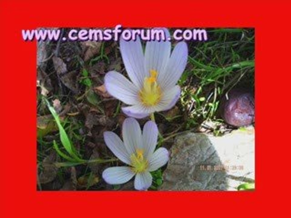 cemsforum