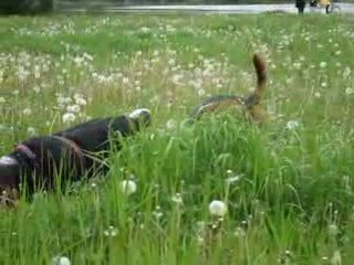 Merlin heureux dans l'herbe