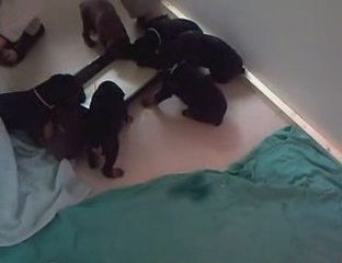 Apprentissage de la Gamelle