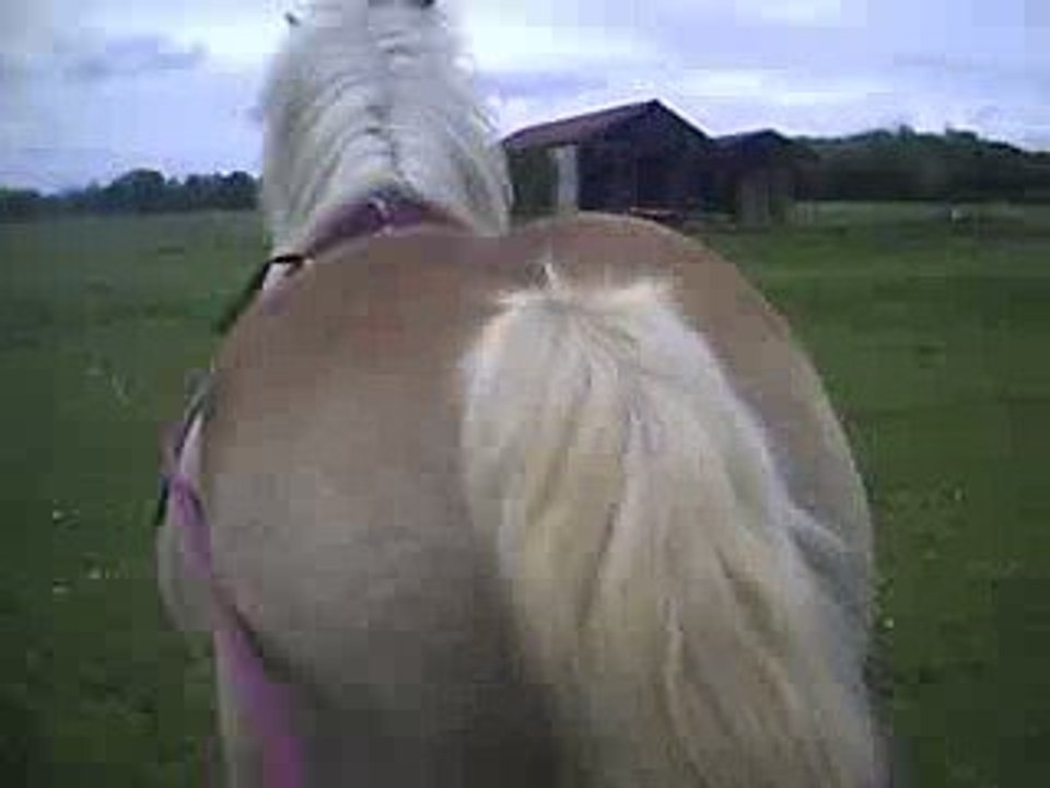 Café aux Longues Rênes 2