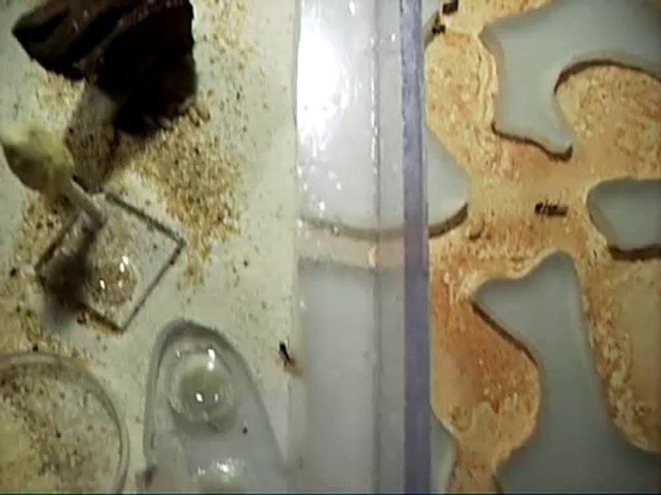 Formica raptiforma sanguinéa où comment fourrager du couvain