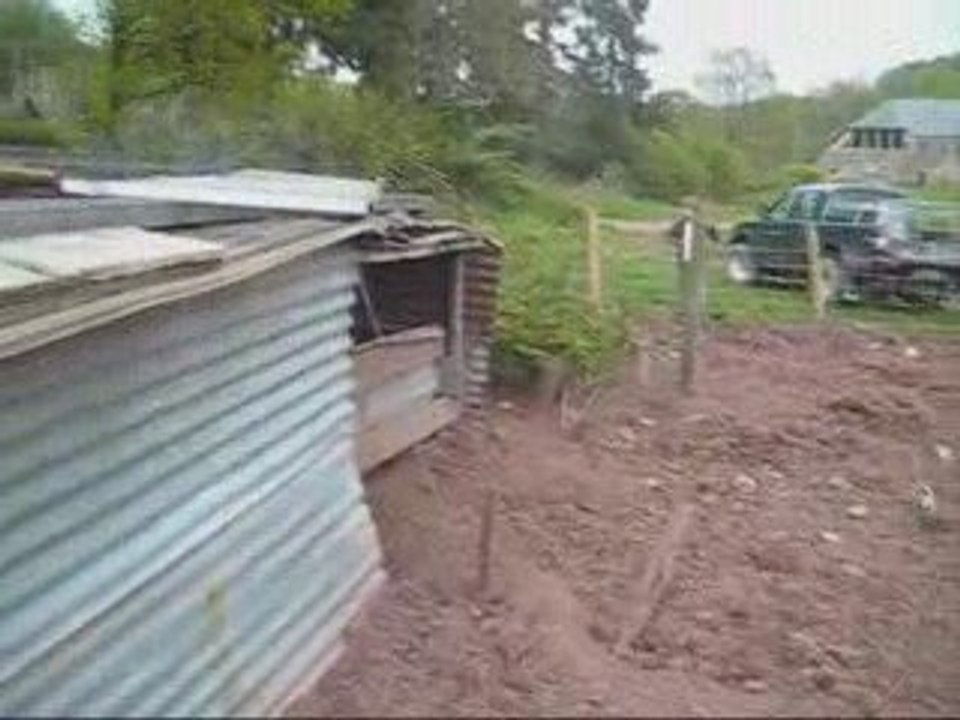 Entrainement sanglier