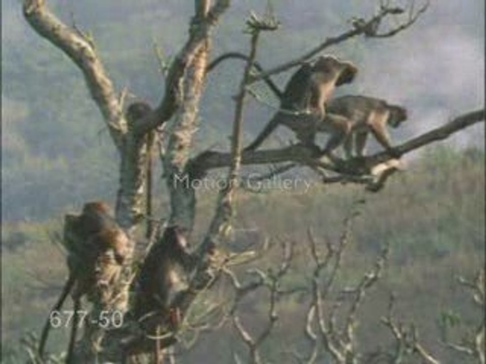 singe