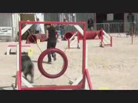 Buck agility foire avignon