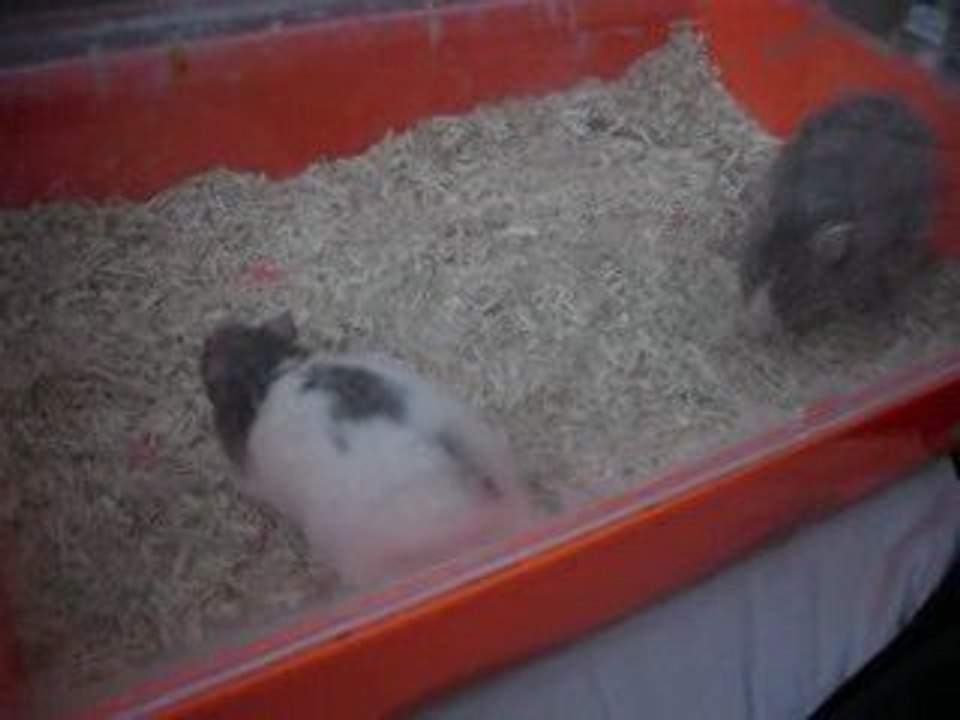 Pokies en sallie 04/05/2009