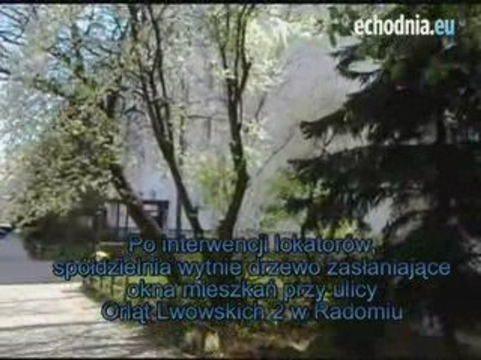 Prezes RSM zapewnia, że spółdzielnia wytnie drzewo