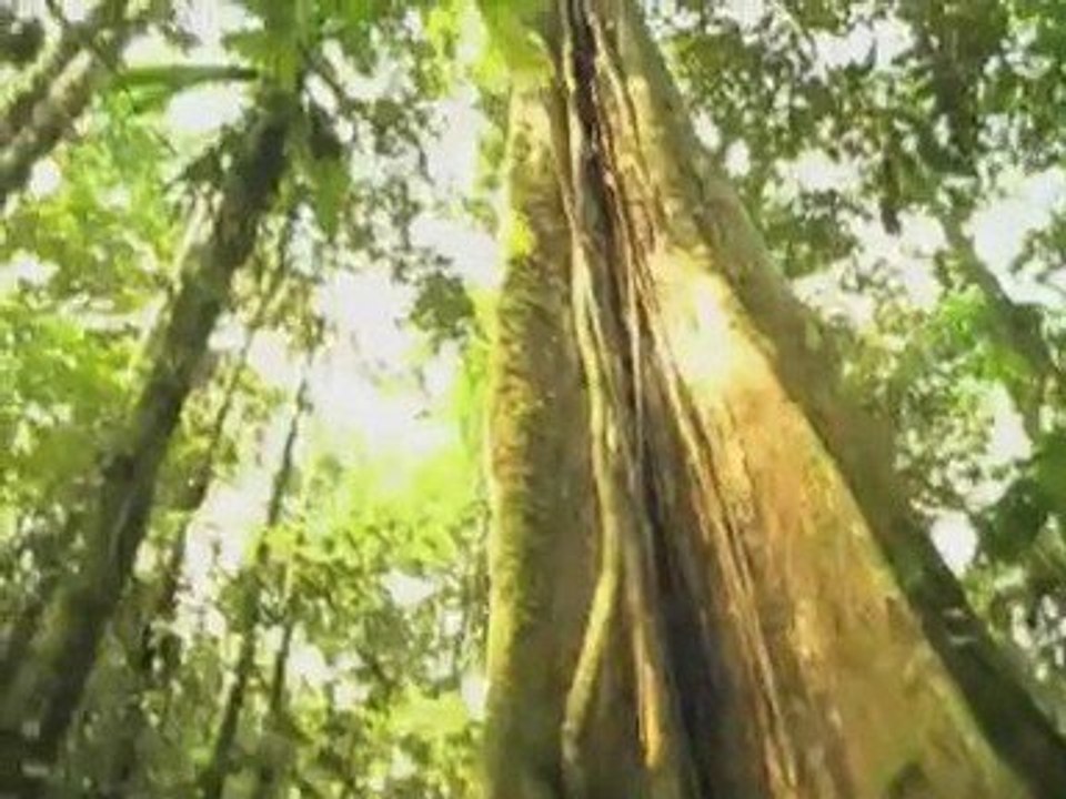 Help Save the Rainforest