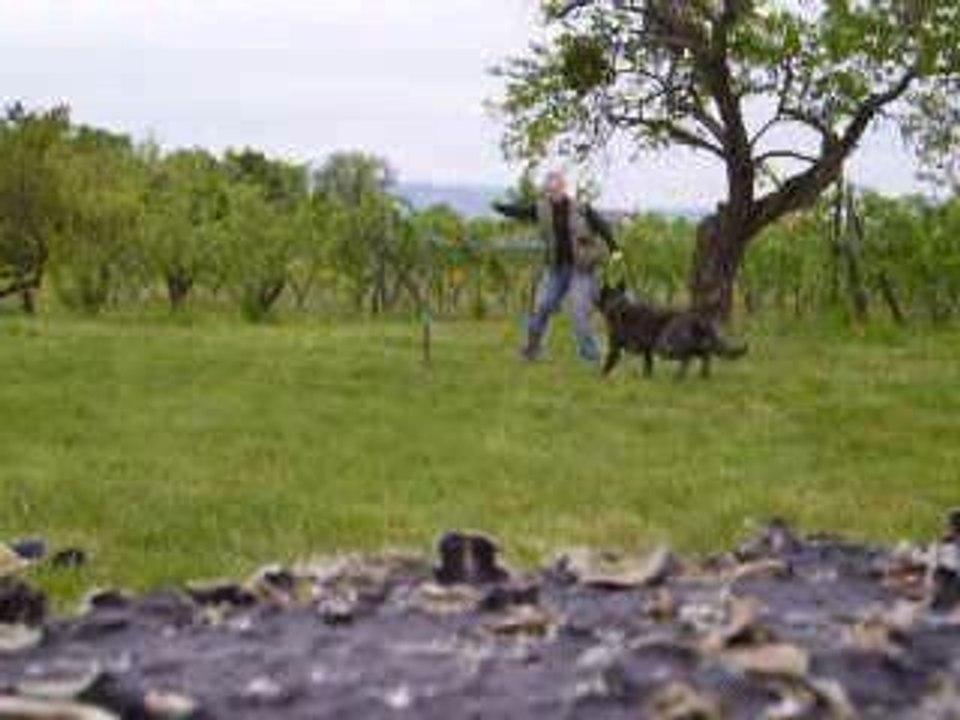 cash saut de haie 1m