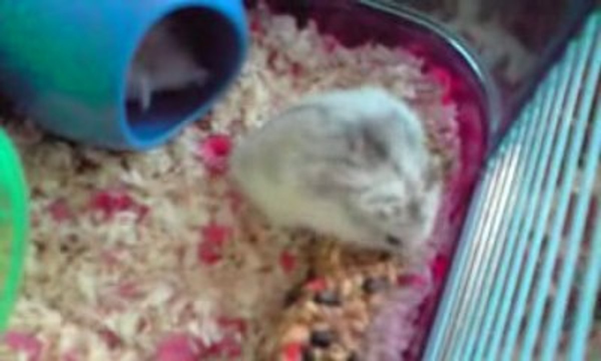 Mon nouveau hamster