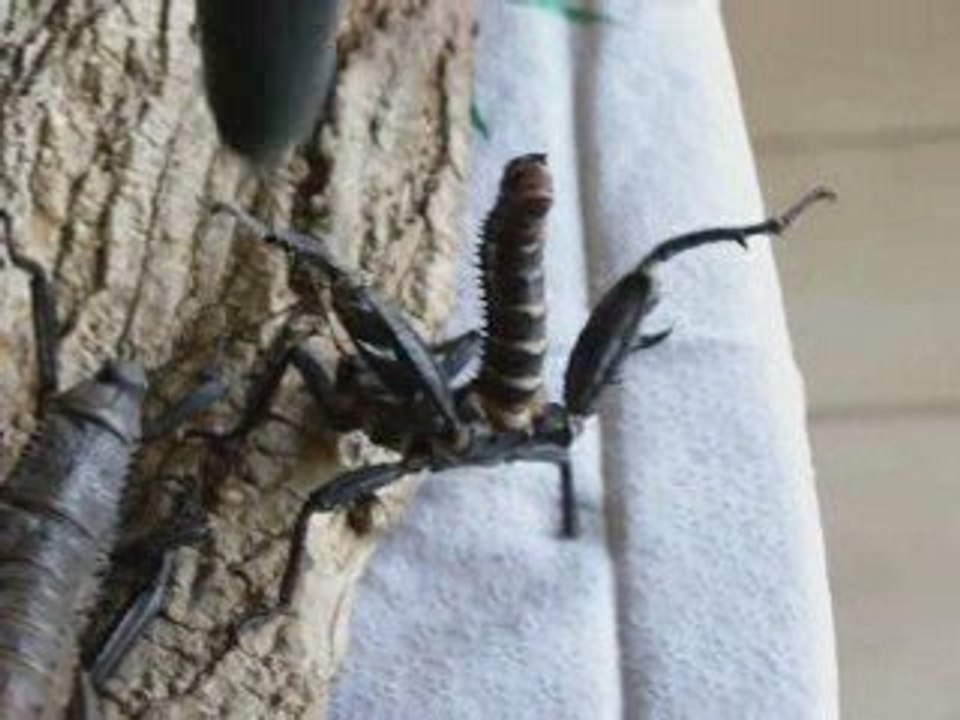 Attaque phasme attaque