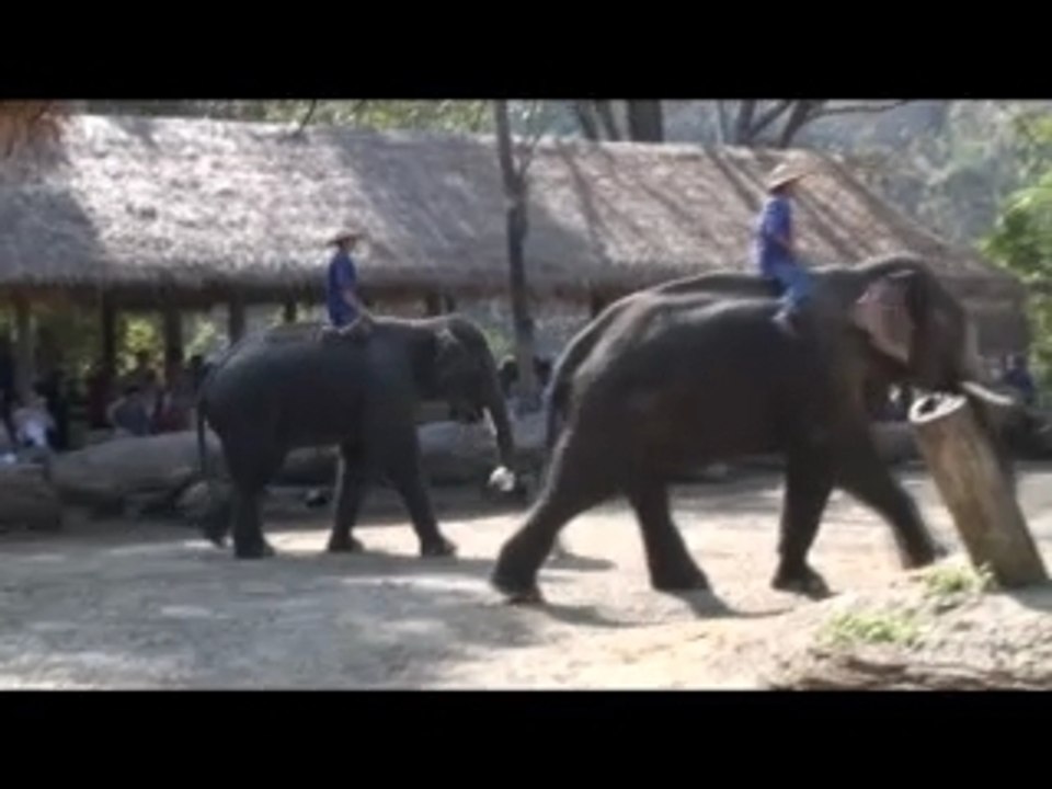 L'elephant Respet