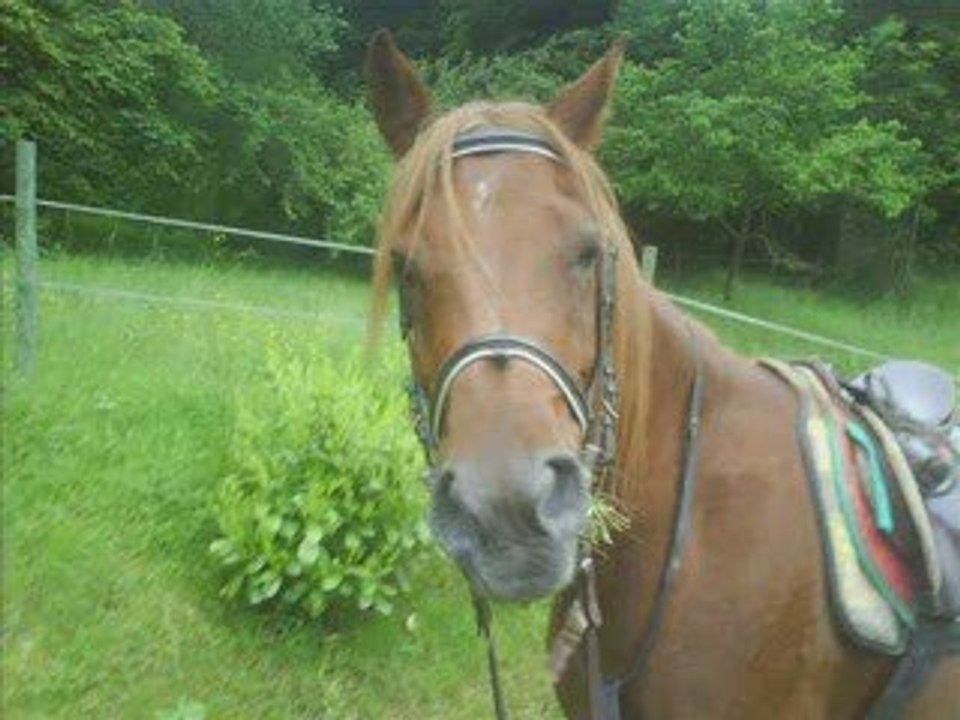 Moka, PSA de rêve ...