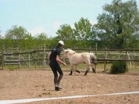 Les Pleiades Fête du Printemps