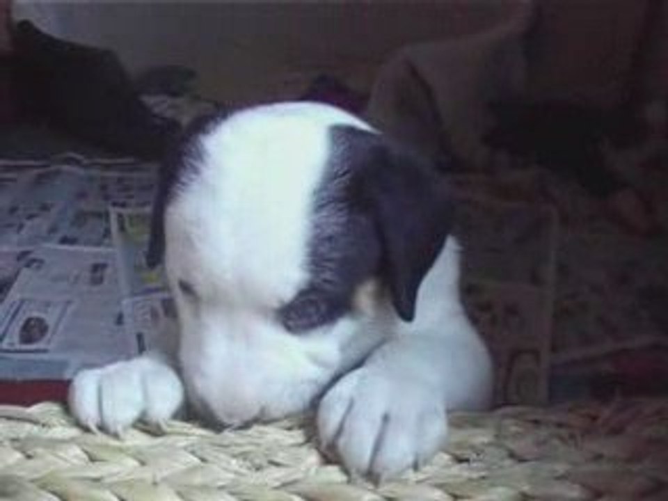 chiots de vener