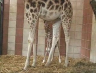 Naissance d'un girafon