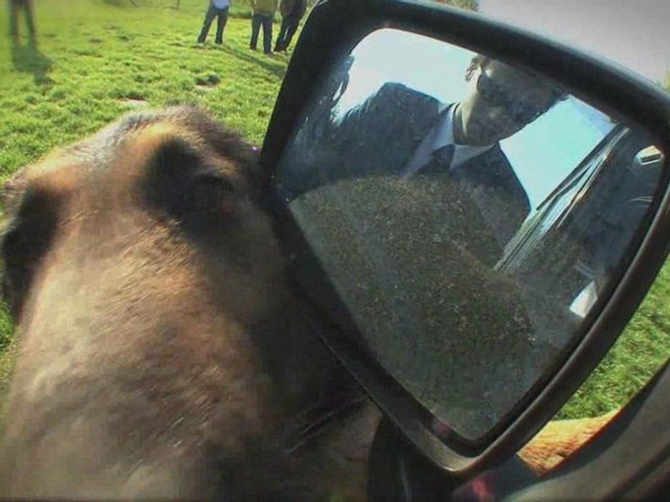 Sig 51 Dog attack Training (explosief search))