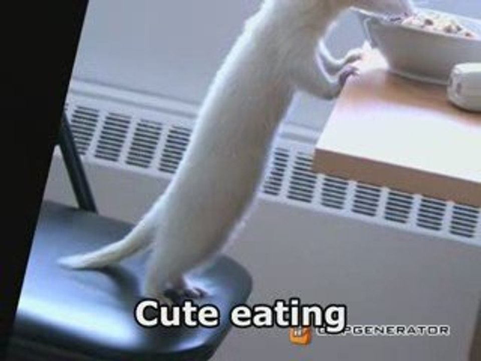 Cute Eating