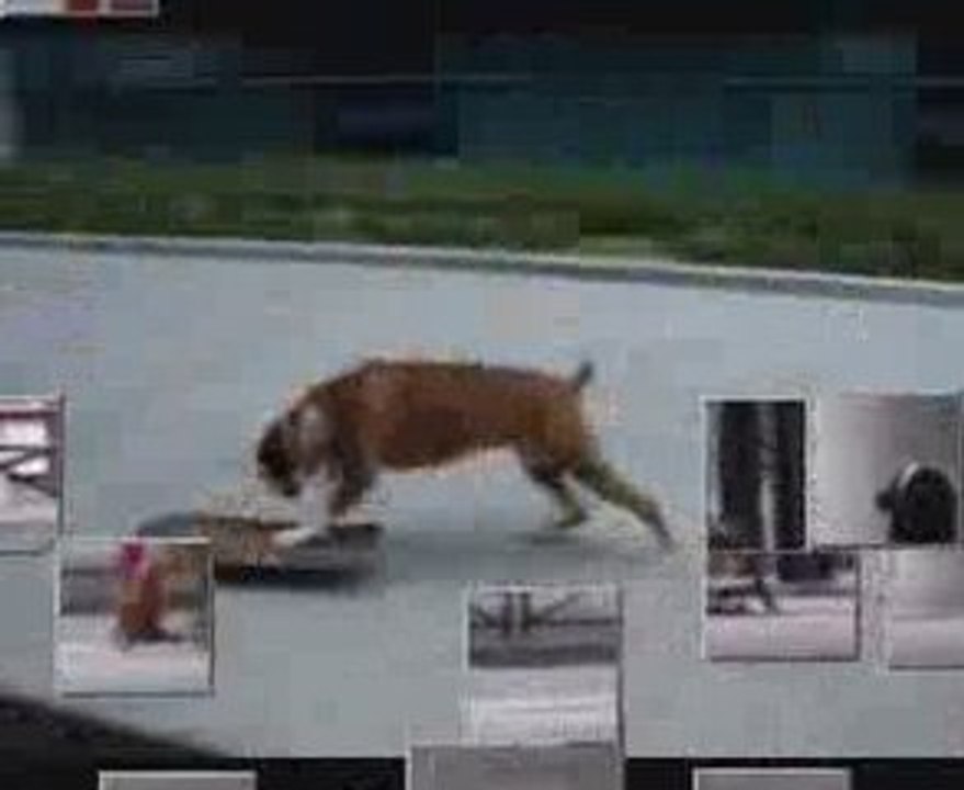 Drole de chien qui fait du skate