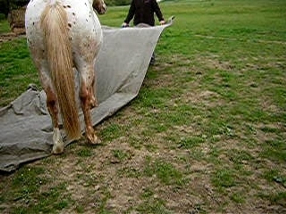 cob normand éducation bis