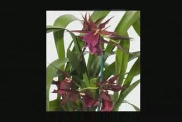 Floralplanet.com - Live Orchid Plants. FREE Shipping.