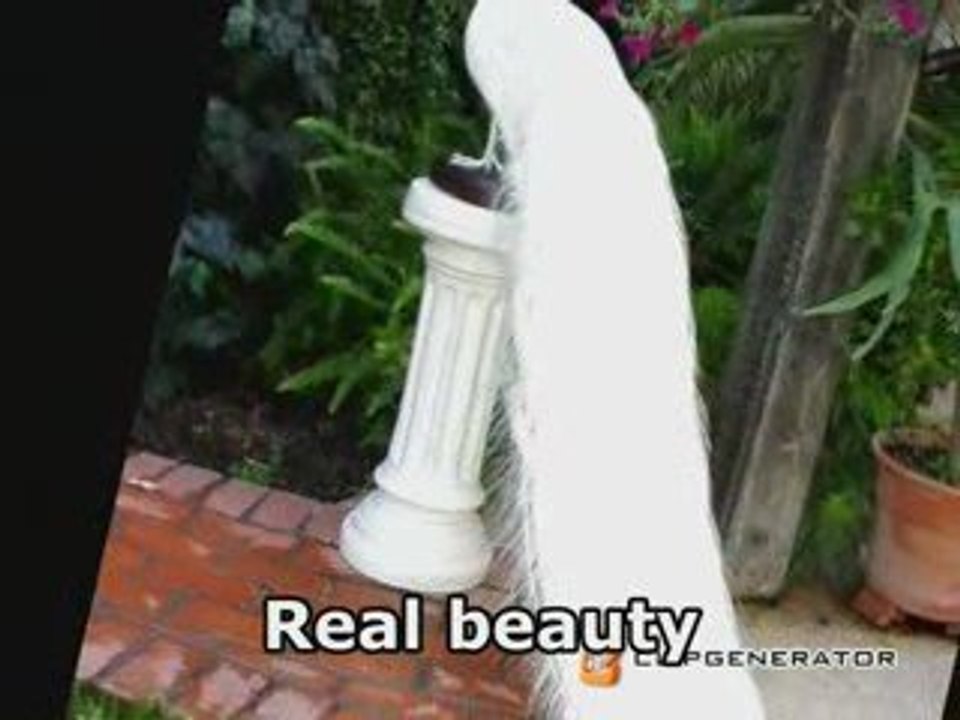 Real beauty