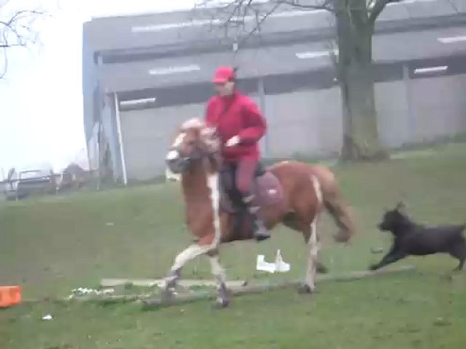 Safran 3 ans, poney C mâle