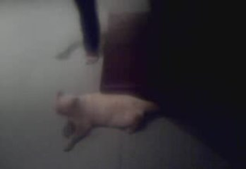les chien font des chat