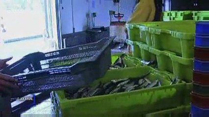 Lueur d'espoir pour les pêcheurs de Saint-Gilles