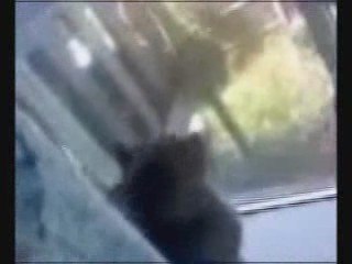 The Many Voices of Karma the Cat - Part 5