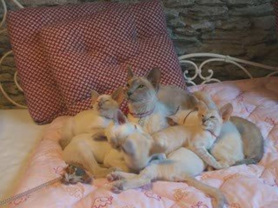 Mes chats Siamois : "Des petits pumas"