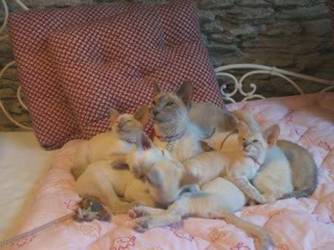 Mes chats Siamois : Des petits pumas