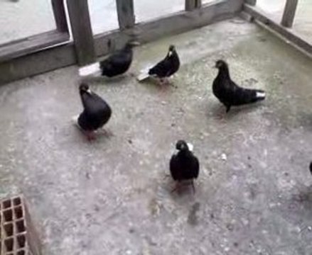 Bursa Oynar Güvercin