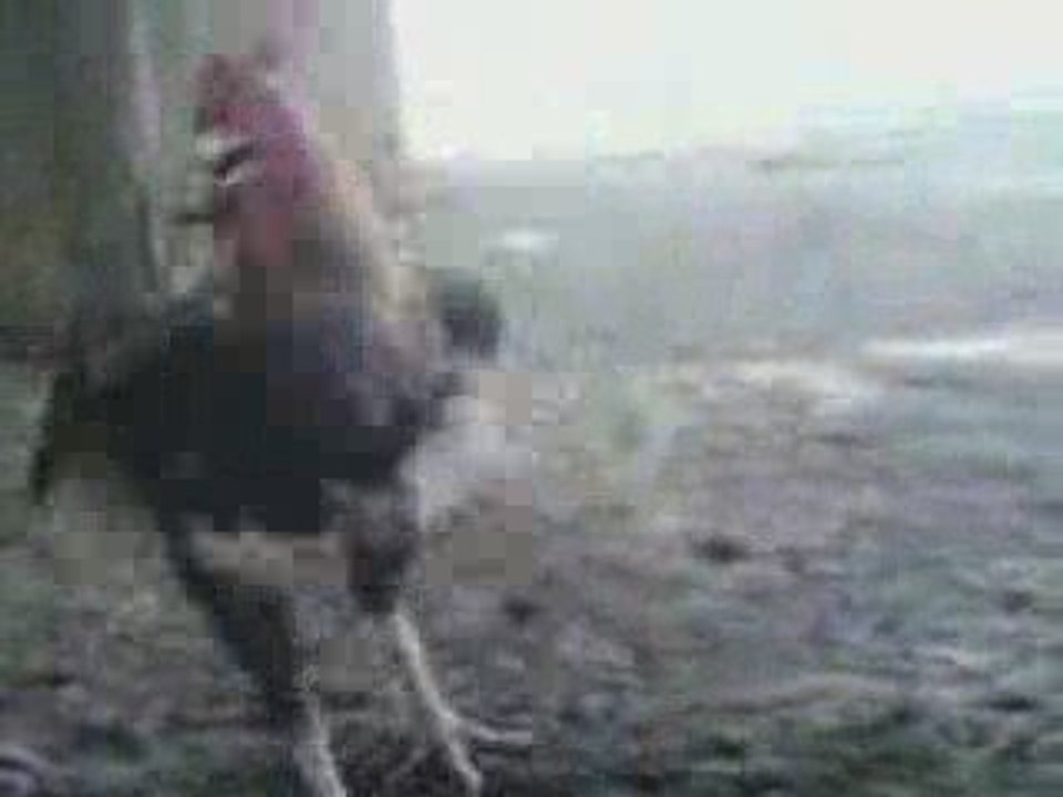 Coq      www.blogtounsi.com