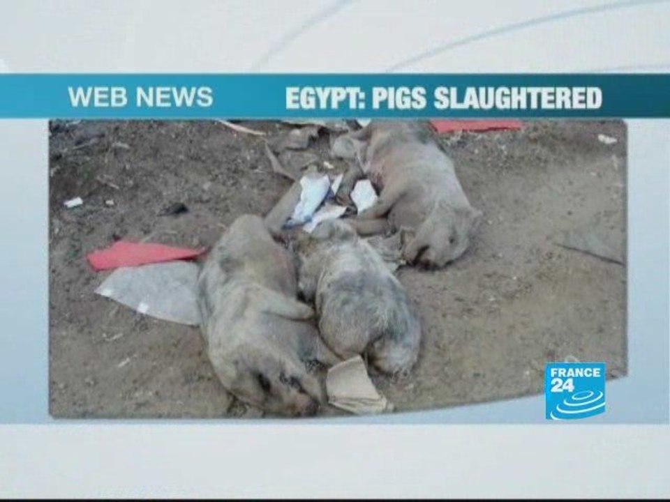 Egypt: the pig eradication campaign