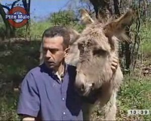 Les ânes débroussailleurs