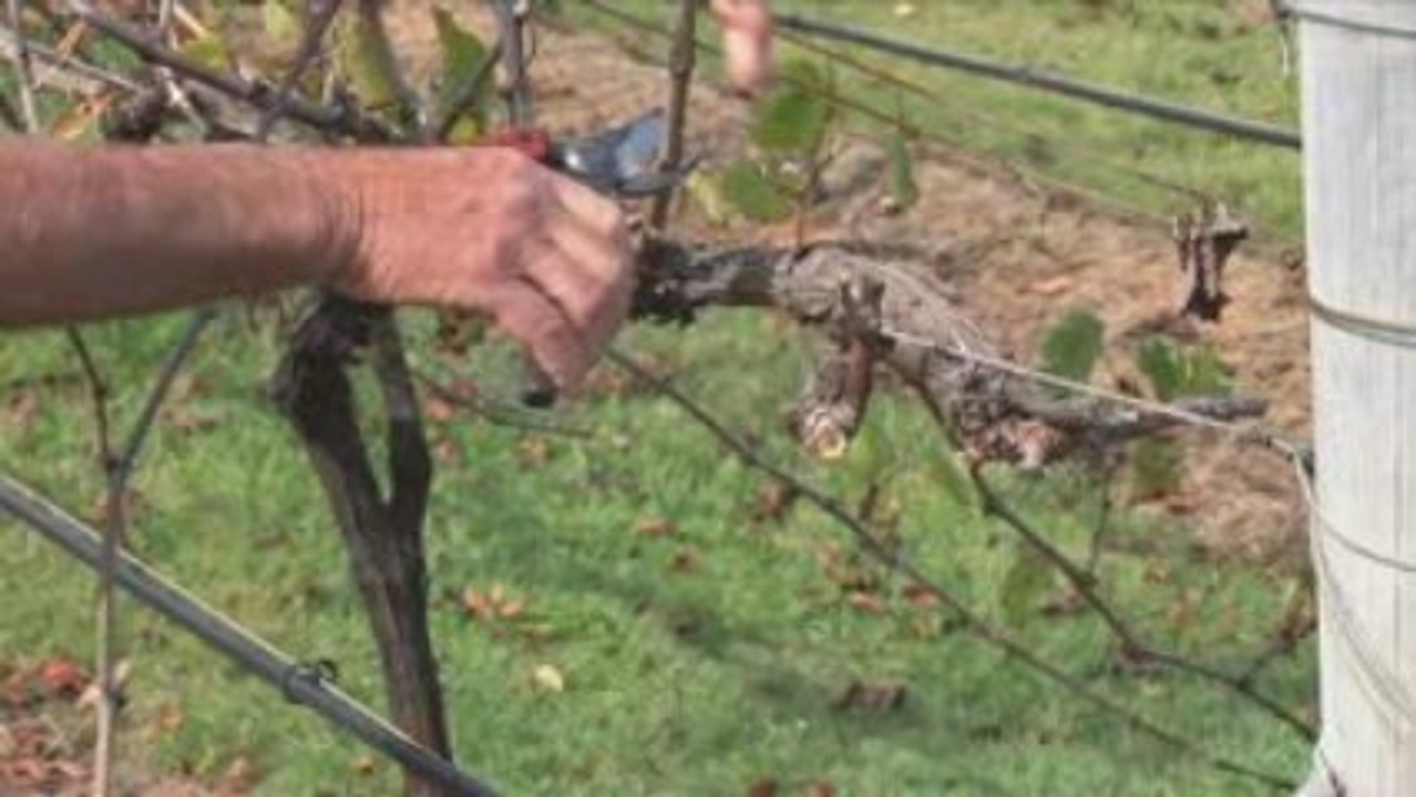Kelman Vineyard - Blog