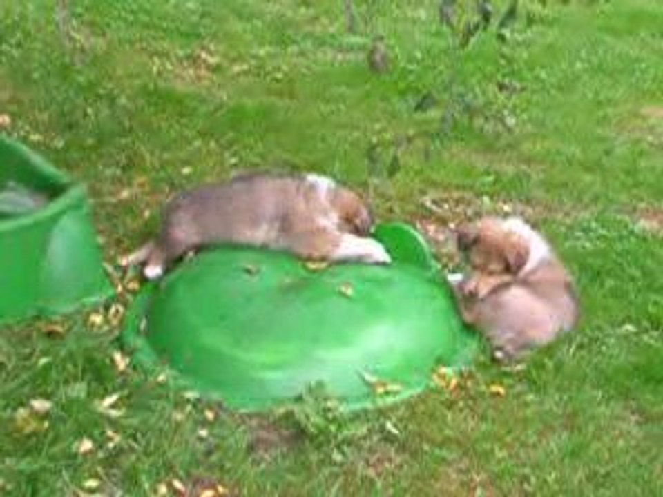 Bb chelsea 6 semaines et demi "la tortue"