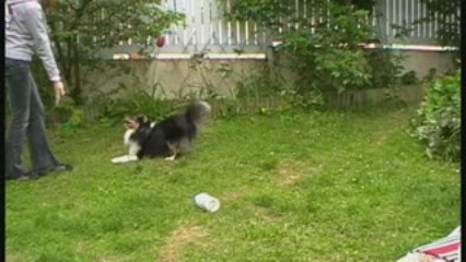 Chubby apprend a sauter dans les bras