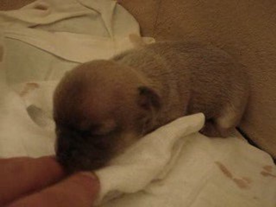 Chihuahua