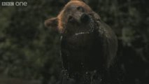 HD  Extra Super Slo Mo of Bear shaking water off its fur
