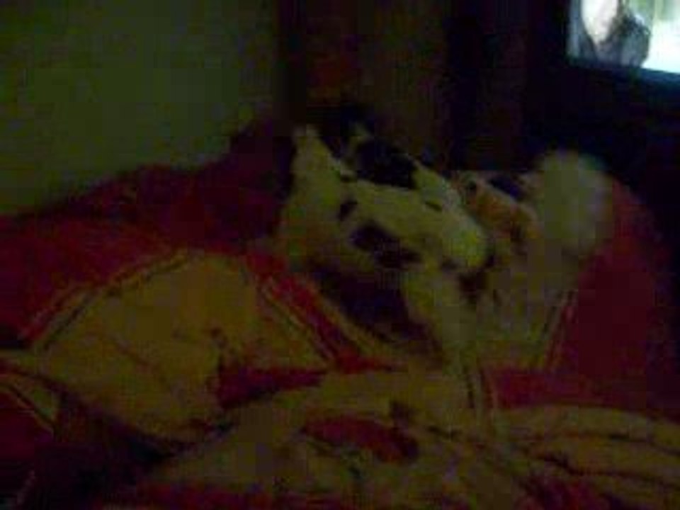 chiens qui joue et soudain.........boom