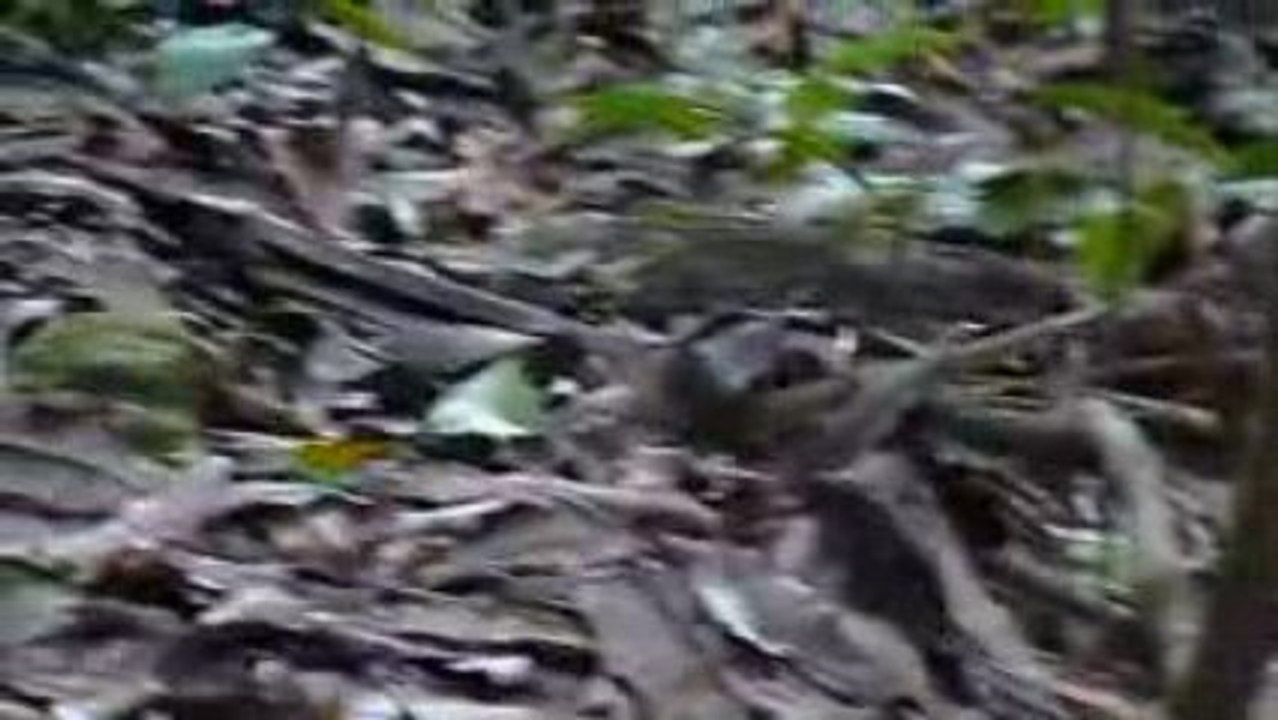 Agouti