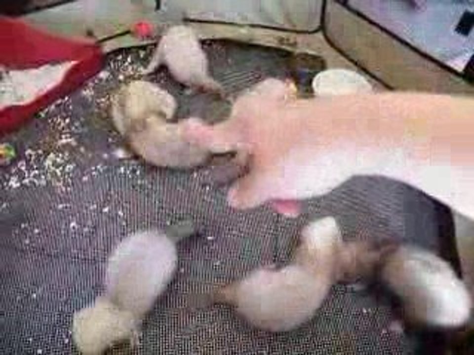 Bébés kayla 6semaines 010